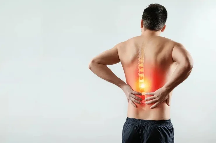 spine